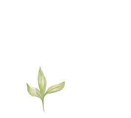 Obraz premium Hand-painted watercolor illustration of green plant leaves. Perfect for botanical designs, eco-friendly projects, invitations, packaging, and natural-themed artwork. Created by me