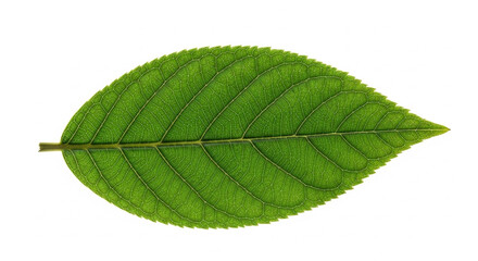 Fototapeta premium green leaf on white background