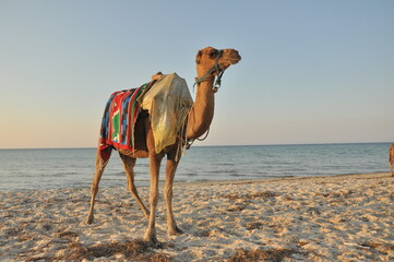 Camel standing on sandy beach near water at sunset with colorful saddle
