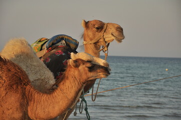 Camels resting by the shoreline during sunset with a serene ocean backdrop in the distance