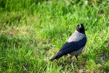 Crow stands on green grass in a sunny park setting during midday, showcasing its distinct coloring and curious posture