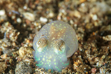 A tiny transparent cuttlefish, with fluorescent dots on its body, rests on the sandy seabed