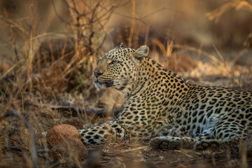A leopard (Panthera pardus) lying in a rocky hill in the early morning sun