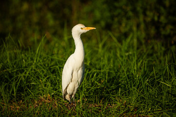 A western cattle egret (Ardea ibis) walking in the long grass 