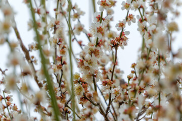 満開の白梅が咲き誇る春の枝先