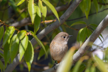 木の枝にとまるジョウビタキのメス