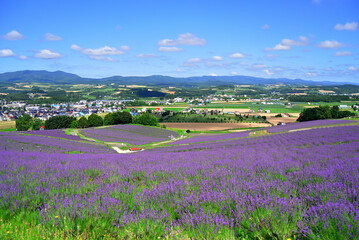 上富良野・日の出公園展望台より見たラベンダー畑と街並み