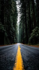 Fototapeta premium Road lined with tall trees in a forest.