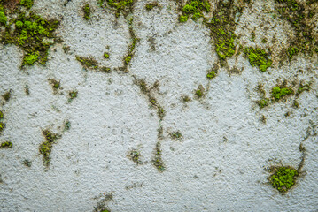 Detailed close-up of moss and lichen thriving on a weathered wall, floor, and rock, revealing natural textures with earthy green tones. Ideal for nature, organic growth, texture, and environmental