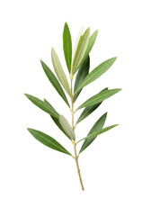 Fototapeta premium Fresh olive branch with slender light brown texture, vibrant green elongated leaves with intricate veins, isolated on transparent background, bright even studio lighting, precise 3/4 view, concept of