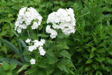 3 panicles of white flowers of Phlox paniculata in June