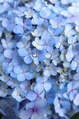 Closeup Of Blue Petal Hydrangea Flower With Dew And Bright Morning Sunlight