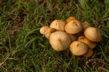 This nature-focused image showcases Conocybe mushrooms amid forest greenery, taken during the monsoon season.