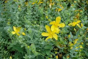 Buds and yellow flowers of St. Johns wort in mid June