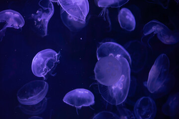 jelly fish in aquarium, underwater view with purple lighting, black background
