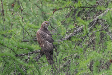 The European honey buzzard (Pernis apivorus)