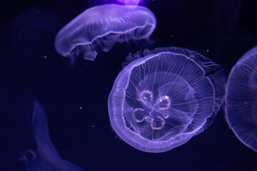 jelly fish in aquarium, underwater view with purple lighting