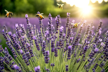 Naklejka premium Blooming lavender fields with bees hovering at sunset in summer