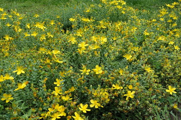 Numerous yellow flowers of St. Johns wort in mid June