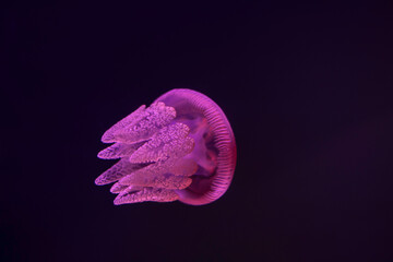 close up of a jelly fish in aquarium, underwater view with pink lighting and black background