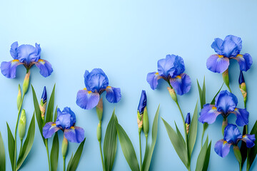 blue iris flowers