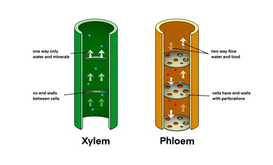 illustration of biology, Xylem vessel and Phloem vessel, Transport in plants, Xylem moves water from roots to the leaves, and phloem moves food from the leaves to the rest of the plant