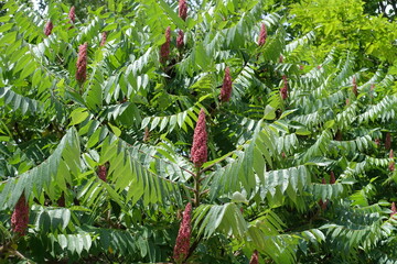 Fruit clusters in green leafage of Rhus typhina in June