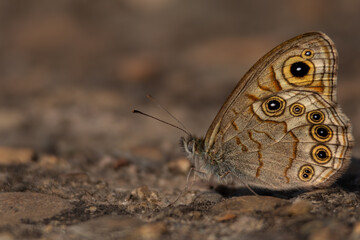 A close look at Lasiommata schakra, the common wall butterfly, showcasing its relaxed posture in its warm-season forest ecosystem. 