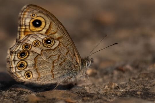 A detailed closeup shot of Lasiommata schakra, commonly known as the common wall butterfly, calmly perched on the forest ground during a bright summer day.