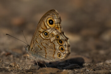 butterfly on the ground