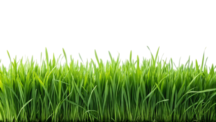 cutout meadow grass  field on white background or transparent background