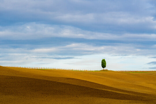 View of a solitary green tree standing as a beacon atop the undulating golden waves of plowed fields under a vast, expressive sky, Pienza, Tuscany, Italy.