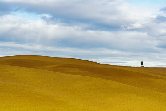 View of golden fields rolling gently under a pastel sky, punctuated by a solitary dark tree, casting a serene spell on the Tuscan landscape, Pienza, Tuscany, Italy.