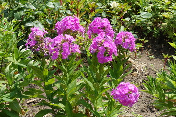 Bright pink flowers of Phlox paniculata in July