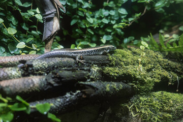 green lizard on the tree trunk, hiding with camouflage or protective coloring