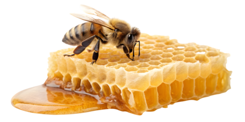Delicate bee diligently working on a fresh honeycomb dripping with golden nectar, a vibrant symbol of nature's sweet bounty and industrious productivity. transparent background Png