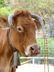 Galician blonde Cow