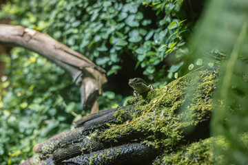 green lizard on the tree trunk, hiding with camouflage or protective coloring