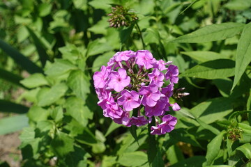 Inflorescence of pink Phlox paniculata in mid July