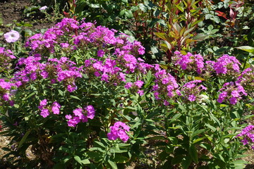 Obraz premium Florescence of pink Phlox paniculata in mid August