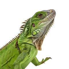 Obraz premium Green Iguana CloseUp Profile on White Background on transparent background