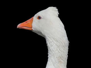 Anser anser domesticus