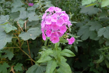 Panicle of pink flowers of Phlox paniculata in July