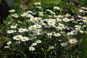 A lot of white flowers of Leucanthemum vulgare in June