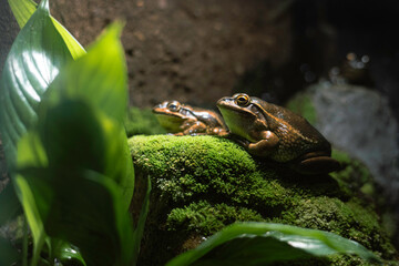 green tree frog on a stone with moss, animals living in forest and pond, leaf and stone in the background
