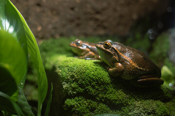 green tree frog on a stone with moss, animals living in forest and pond, leaf and stone in the background