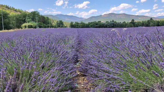 Lavender fields of Provence in summer