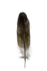 feather