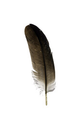 feather