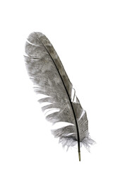 feather